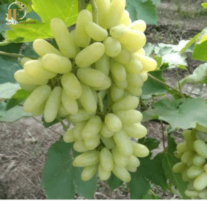 Angoor(grapes) long 500gm