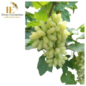 अंगूर(GRAPES)