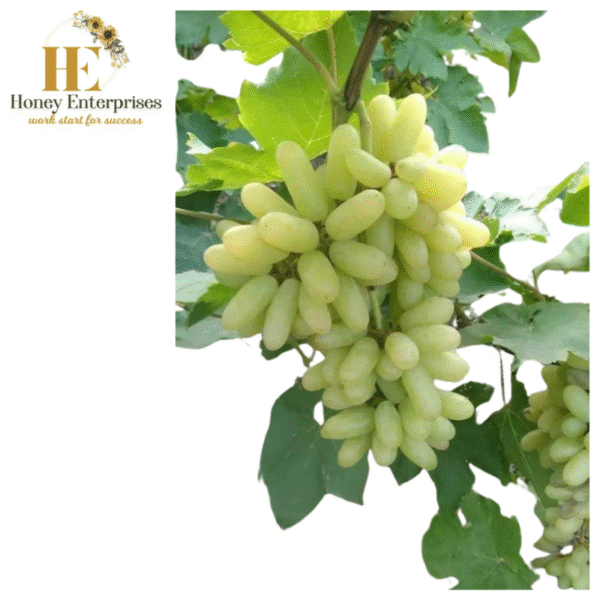 अंगूर(GRAPES)